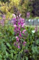 Salvia "Back to the Fuchsia", fot. AS