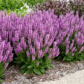 Salvia "Back to the Fuchsia", fot. dzięki uprzejmości Walters Gardens