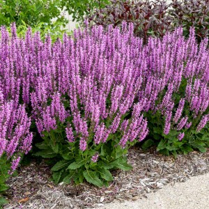 Salvia "Back to the Fuchsia" - szałwia