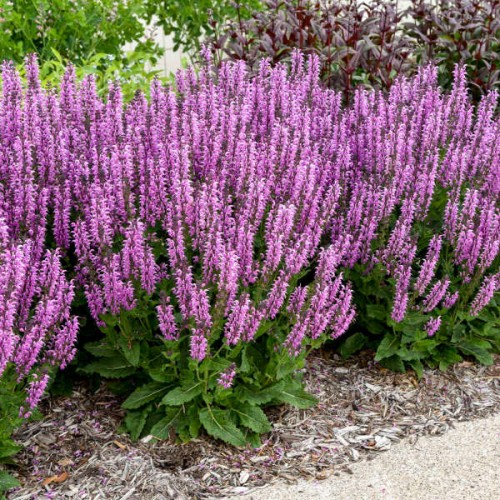 Salvia "Back to the Fuchsia", fot. dzięki uprzejmości Walters Gardens