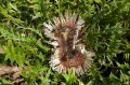 Carlina acaulis, fot. AS