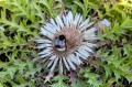 Carlina acaulis, fot. AS