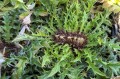 Carlina acaulis, fot. AS