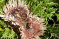 Carlina acaulis, fot. AS
