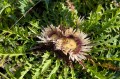 Carlina acaulis, fot. AS