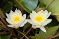 Nymphaea „Moon Dance”, fot. AS