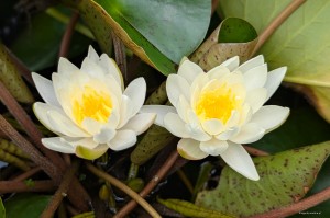 Nymphaea „Moon Dance” - lilia wodna, grzybień