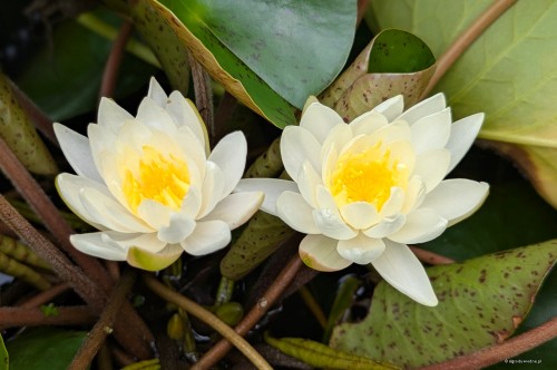 Nymphaea „Moon Dance”, fot. AS