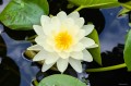 Nymphaea „Denver”, fot. AS
