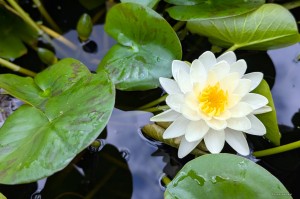 Nymphaea „Denver” - lilia wodna, grzybień