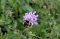 Scabiosa columbaria, fot. AS