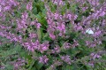 Salvia "Pretty in Pink", fot. AS