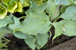 Hosta „Steal the Spotlight” - funkia