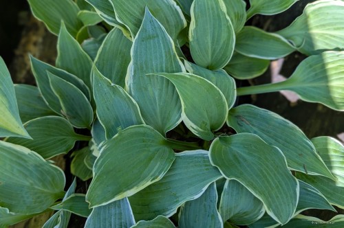 Hosta "Party Trimmings", fot. AS