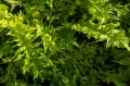 Dryopteris dickinsii „Crispa”, fot. AS
