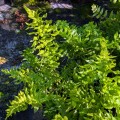 Dryopteris dickinsii „Crispa”, fot. AS