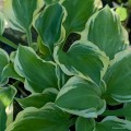 Hosta „All Aflutter”, fot. AS