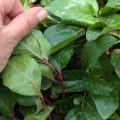 Paeonia cambessedesii, fot. AS