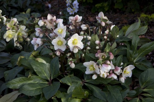 Helleborus HGC® "Ice N’ Roses® Snow Dance", fot. dzięki uprzejmości HEUGER