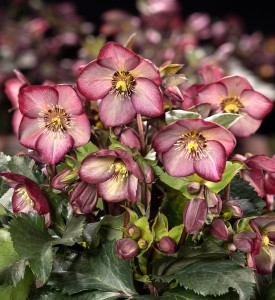 Helleborus HGC® "Ice N’ Roses® Wild Berry" - ciemiernik