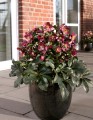 Helleborus HGC® "Ice N’ Roses® Red", fot. dzięki uprzejmości HEUGER