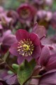 Helleborus HGC® "Ice N’ Roses® Red", fot. dzięki uprzejmości HEUGER