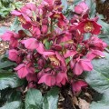 Helleborus HGC® "Ice N’ Roses® Red", fot. dzięki uprzejmości HEUGER