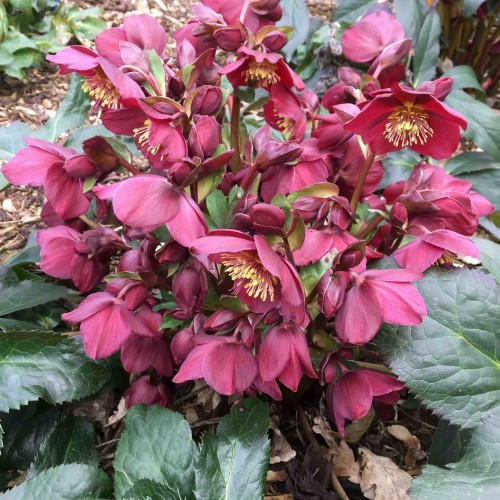 Helleborus HGC® "Ice N’ Roses® Red", fot. dzięki uprzejmości HEUGER