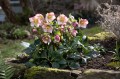 Helleborus HGC® "Ice N’ Roses® Carlotta", fot. dzięki uprzejmości HEUGER
