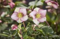 Helleborus HGC® "Ice N’ Roses® Carlotta", fot. dzięki uprzejmości HEUGER