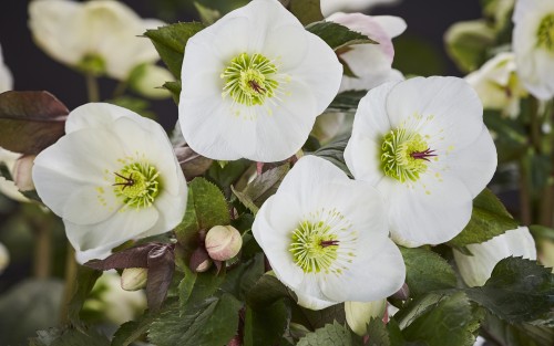 Helleborus HGC® "Ice N’ Roses® Bianco", fot. dzięki uprzejmości HEUGER