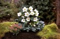 Helleborus HGC® "Ice N’ Roses® White", fot. dzięki uprzejmości HEUGER