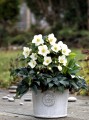 Helleborus HGC® "Ice N’ Roses® White", fot. dzięki uprzejmości HEUGER