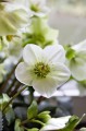 Helleborus HGC® "Ice N’ Roses® White", fot. dzięki uprzejmości HEUGER