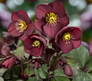 Helleborus HGC® "Ice N’ Roses® Merlot" - ciemiernik