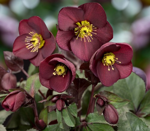 Helleborus HGC® "Ice N’ Roses® Merlot", fot. dzięki uprzejmości HEUGER