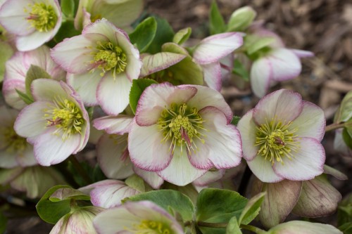 Helleborus HGC® "Ice N’ Roses® Picotee", fot. dzięki uprzejmości HEUGER