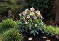 Helleborus HGC® "Ice N’ Roses® Picotee", fot. dzięki uprzejmości HEUGER