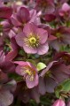 Helleborus HGC® "Ice N’ Roses® Rose", fot. dzięki uprzejmości HEUGER