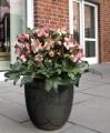 Helleborus HGC® "Ice N’ Roses® Rose", fot. dzięki uprzejmości HEUGER