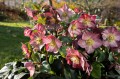 Helleborus HGC® "Ice N’ Roses® Rose", fot. dzięki uprzejmości HEUGER