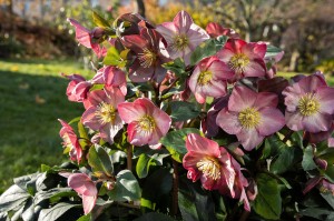 Helleborus HGC® "Ice N’ Roses® Rose" - ciemiernik