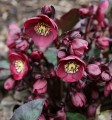 Helleborus HGC® "Ice N’ Roses® Brunello", fot. dzięki uprzejmości HEUGER