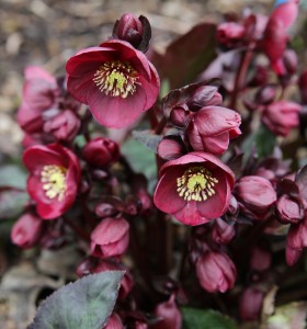 Helleborus HGC® "Ice N’ Roses® Brunello" - ciemiernik