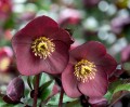 Helleborus HGC® "Ice N’ Roses® Brunello", fot. dzięki uprzejmości HEUGER