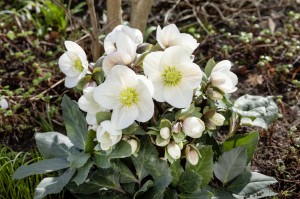 Helleborus HGC® "Frosty" - ciemiernik