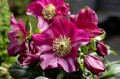 Helleborus HGC® "Winter Ballet Karli", fot. dzięki uprzejmości HEUGER