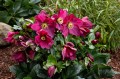 Helleborus HGC® "Winter Ballet Karli", fot. dzięki uprzejmości HEUGER