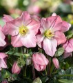 Helleborus HGC® "Winter Ballet Katie", fot. dzięki uprzejmości HEUGER