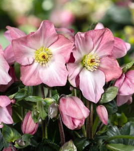 Helleborus HGC® "Winter Ballet Katie" - ciemiernik